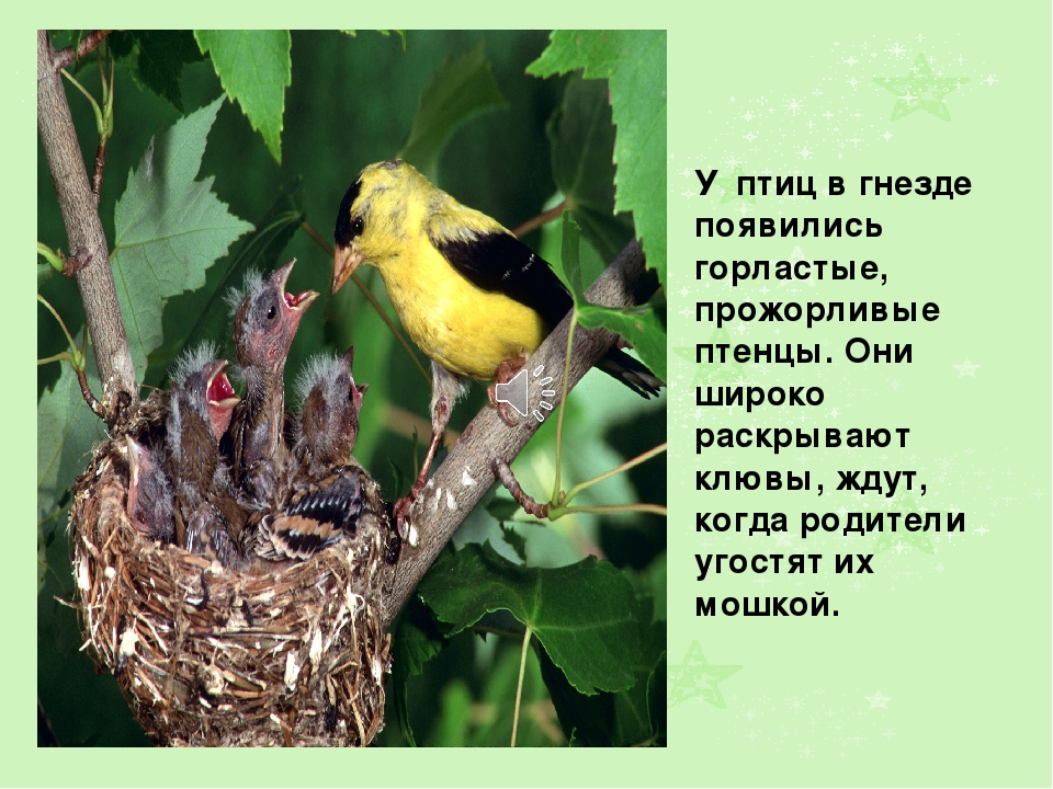 Презентация на тему: " Лето"