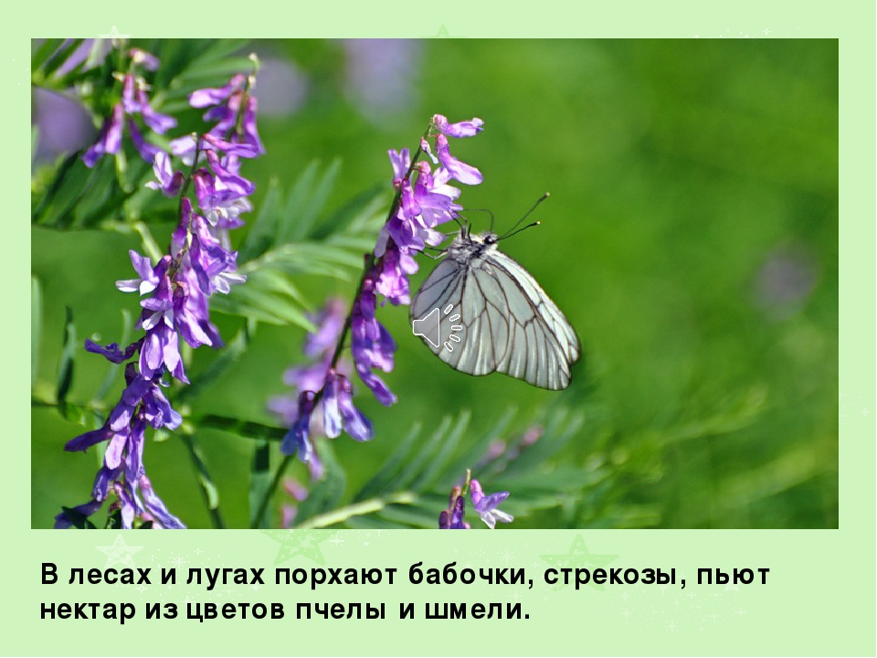 Презентация на тему: " Лето"