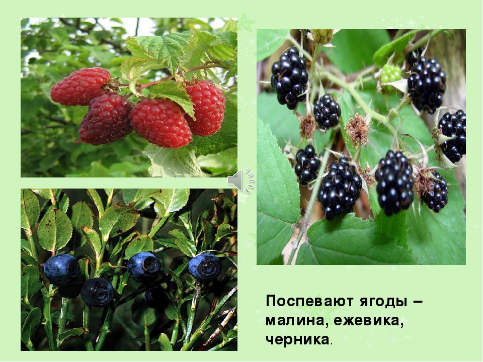 Презентация на тему: " Лето"