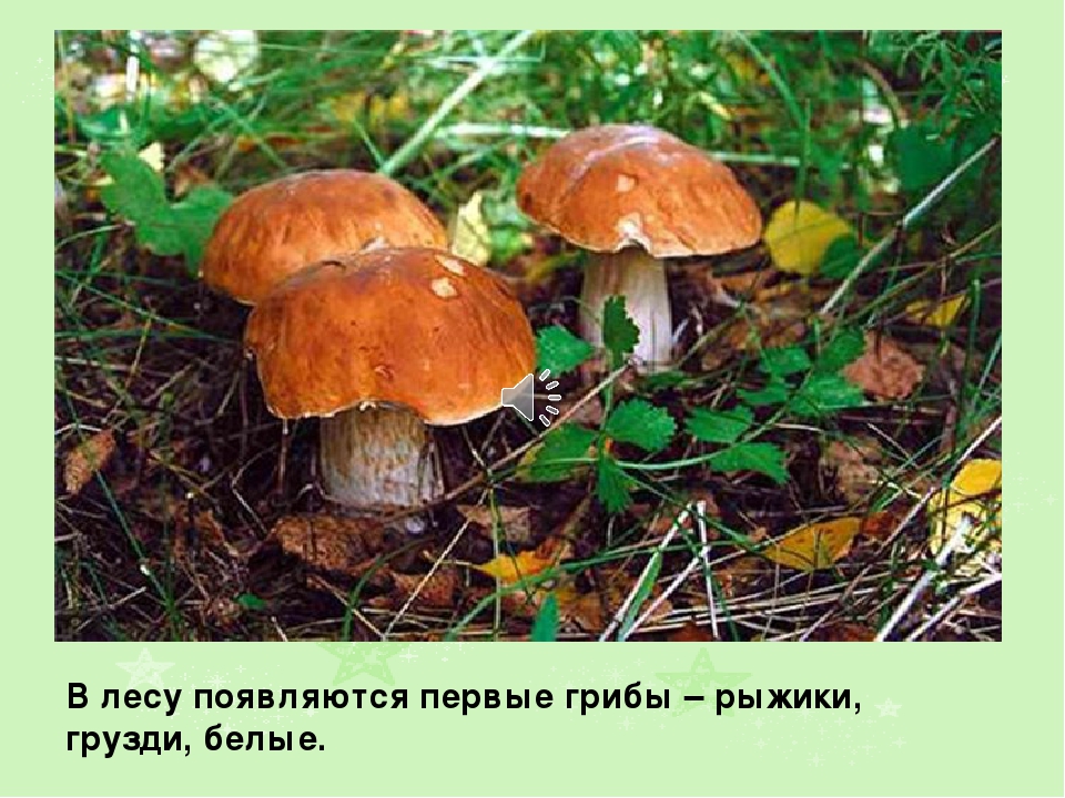 Презентация на тему: " Лето"