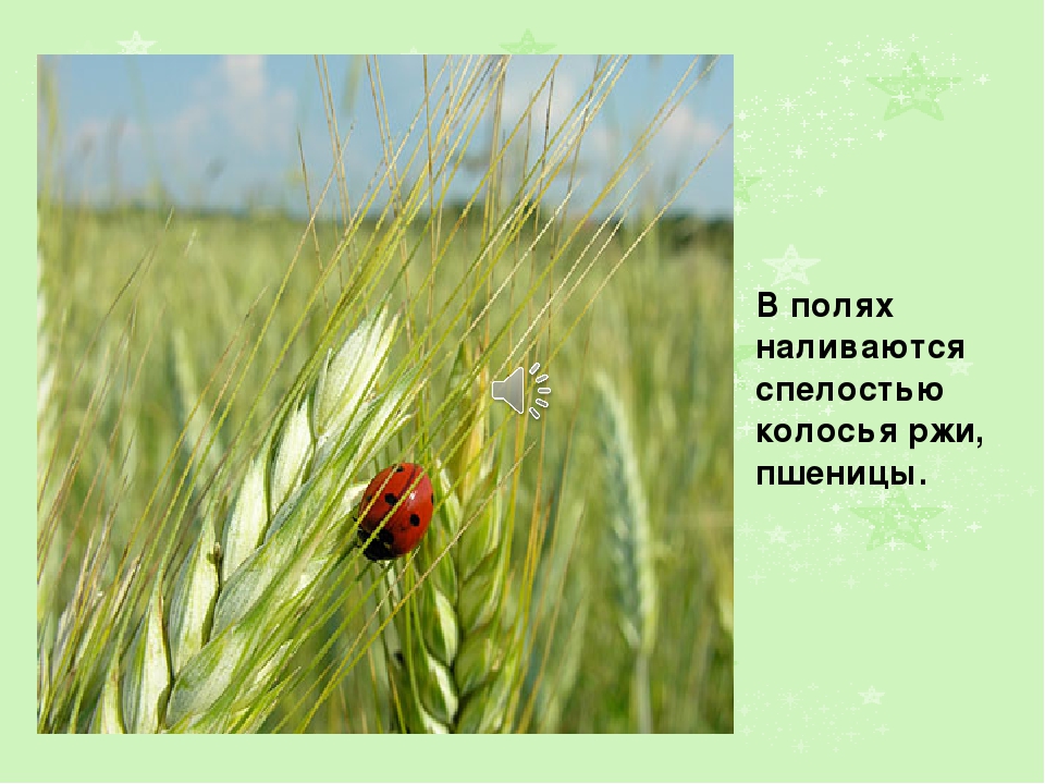 Презентация на тему: " Лето"
