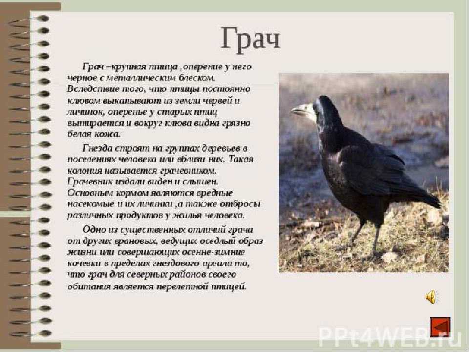 Презентация к занятию "Перелетные птицы"
