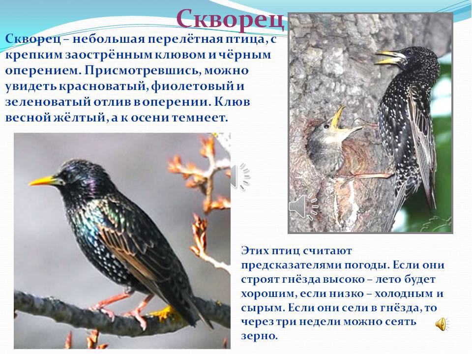 Презентация к занятию "Перелетные птицы"