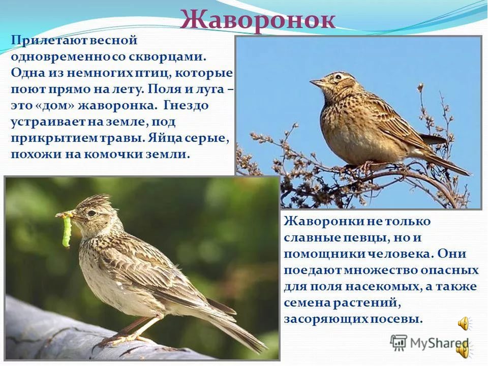Презентация к занятию "Перелетные птицы"