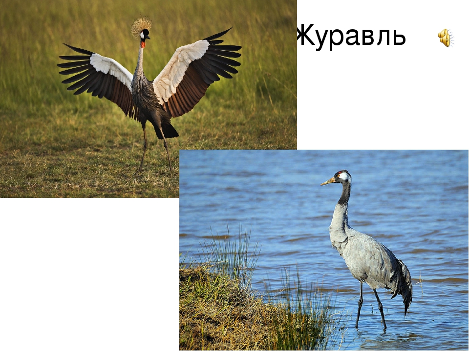 Презентация к занятию "Перелетные птицы"