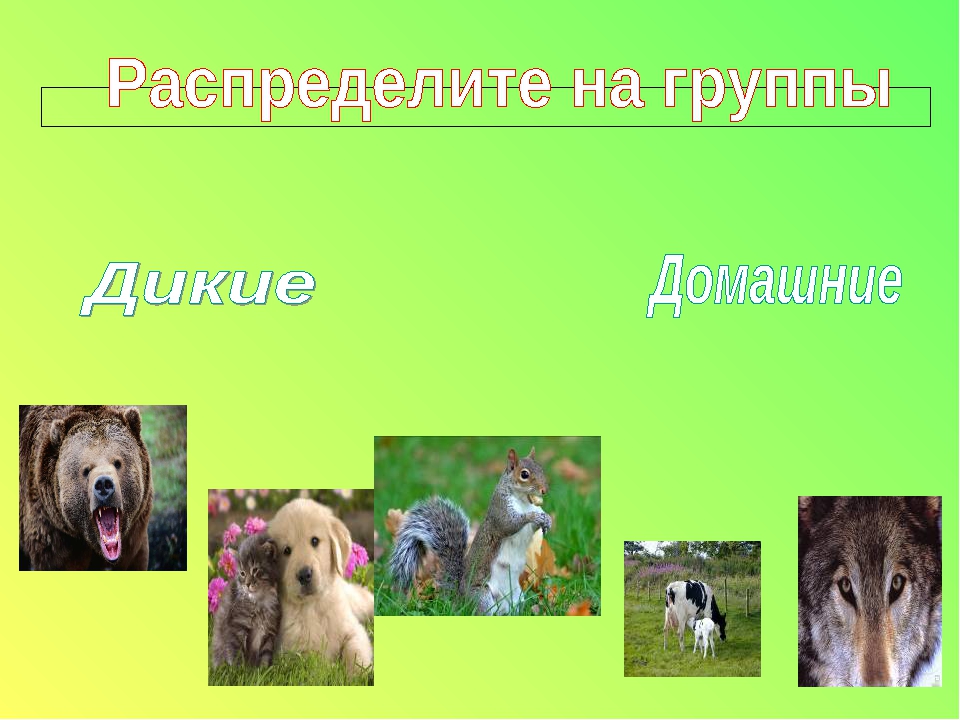 Презентация. "Домашние и дикие животные" средняя группа