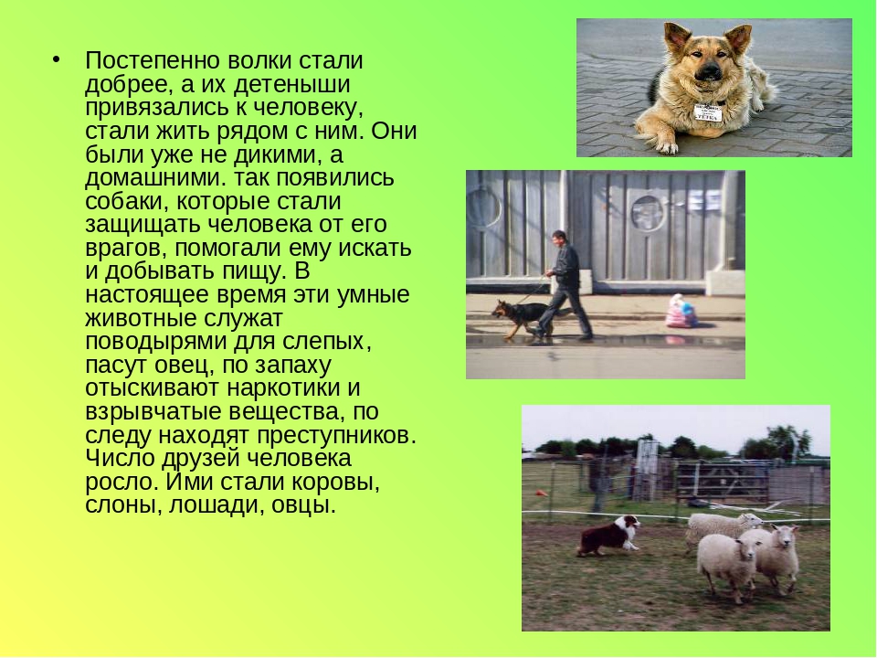 Презентация. "Домашние и дикие животные" средняя группа