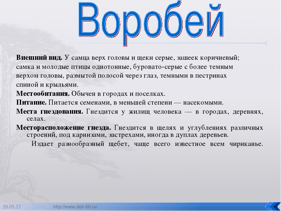 Презентация. "Птицы-наши друзья!" средняя группа