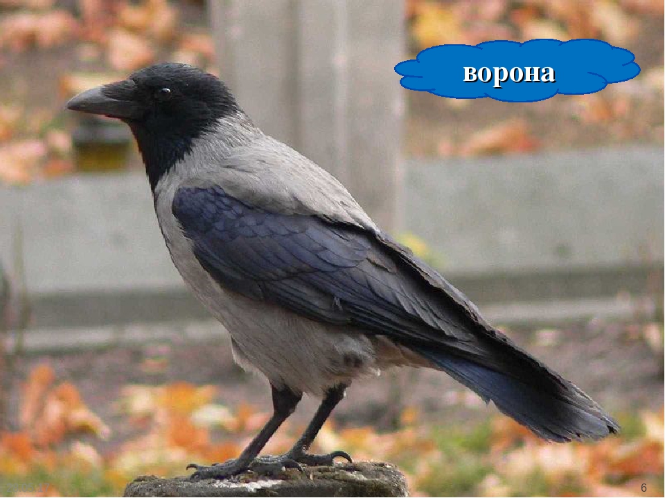 Презентация. "Птицы-наши друзья!" средняя группа