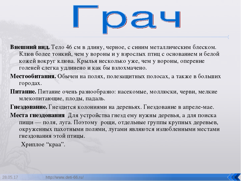 Презентация. "Птицы-наши друзья!" средняя группа