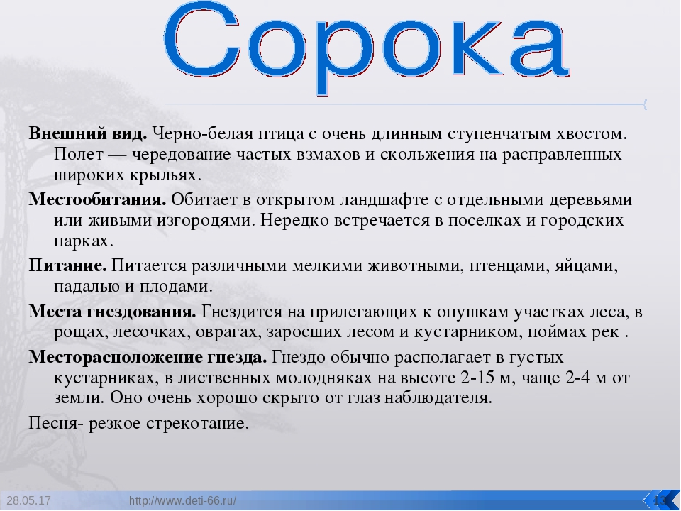Презентация. "Птицы-наши друзья!" средняя группа