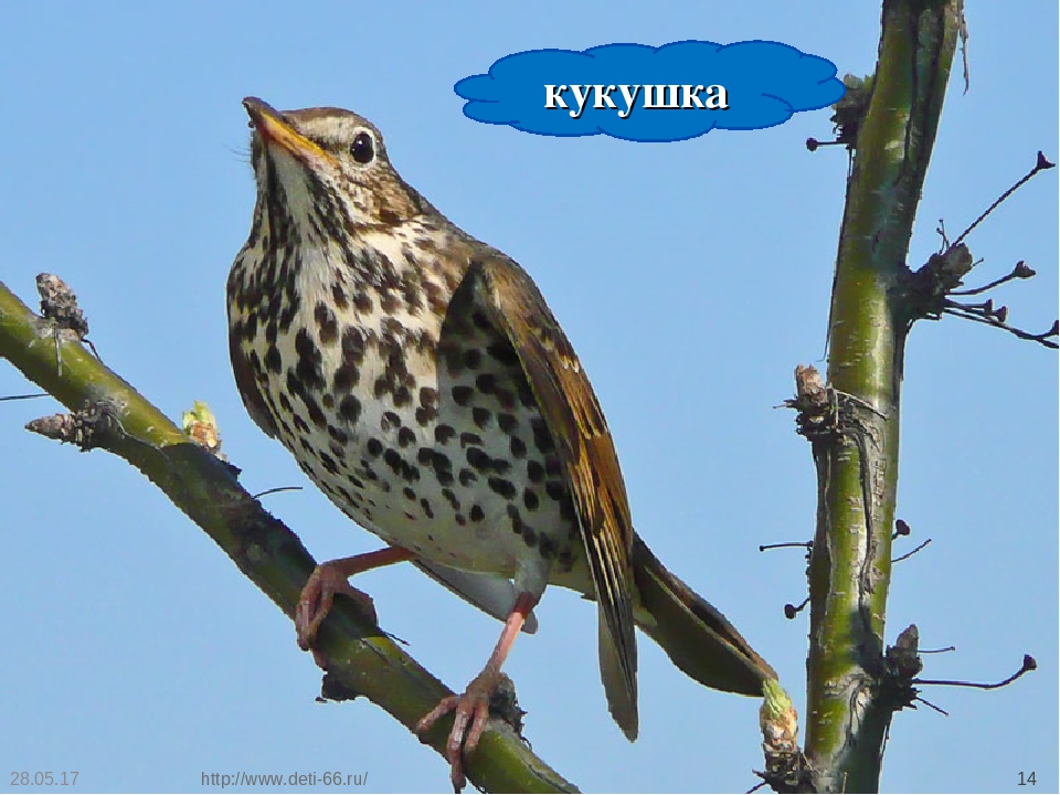 Презентация. "Птицы-наши друзья!" средняя группа