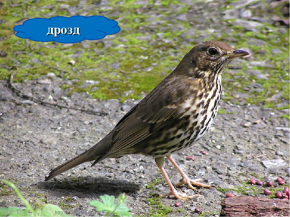 Презентация. "Птицы-наши друзья!" средняя группа