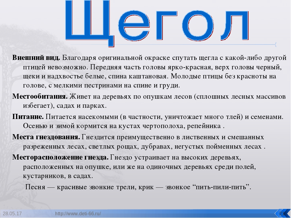 Презентация. "Птицы-наши друзья!" средняя группа