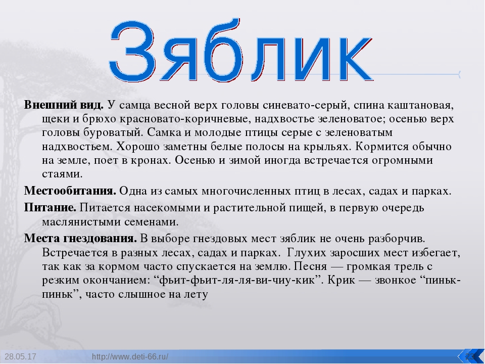 Презентация. "Птицы-наши друзья!" средняя группа