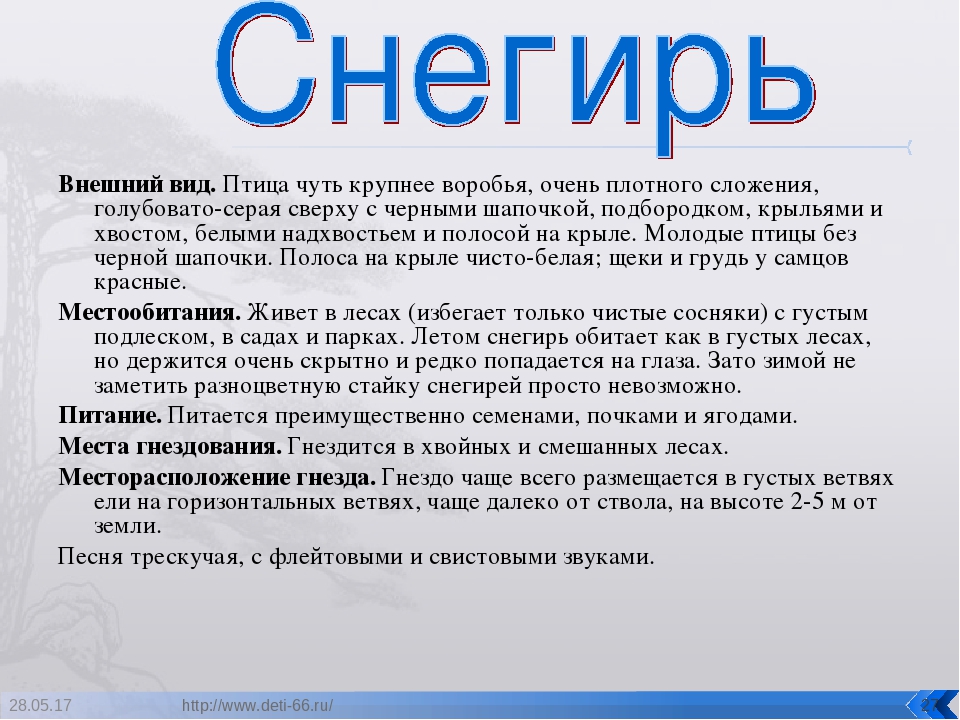 Презентация. "Птицы-наши друзья!" средняя группа