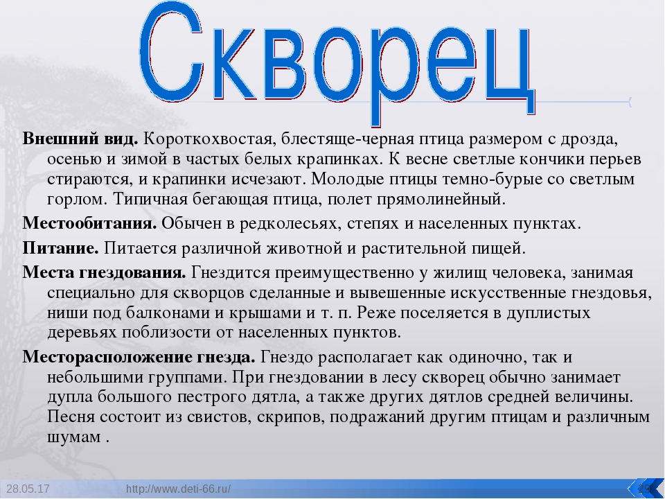 Презентация. "Птицы-наши друзья!" средняя группа