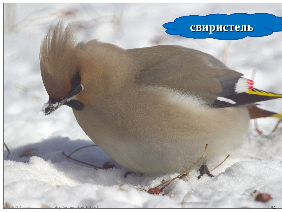 Презентация. "Птицы-наши друзья!" средняя группа