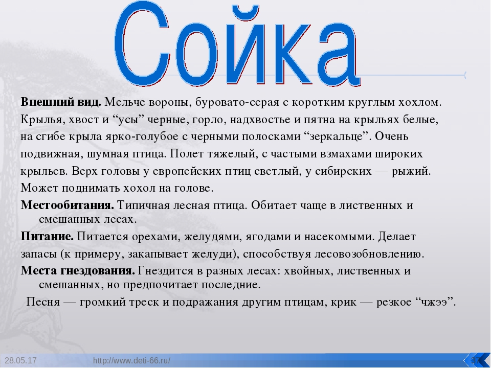 Презентация. "Птицы-наши друзья!" средняя группа