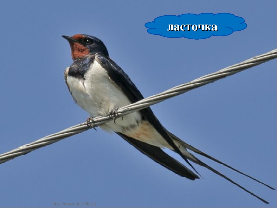 Презентация. "Птицы-наши друзья!" средняя группа