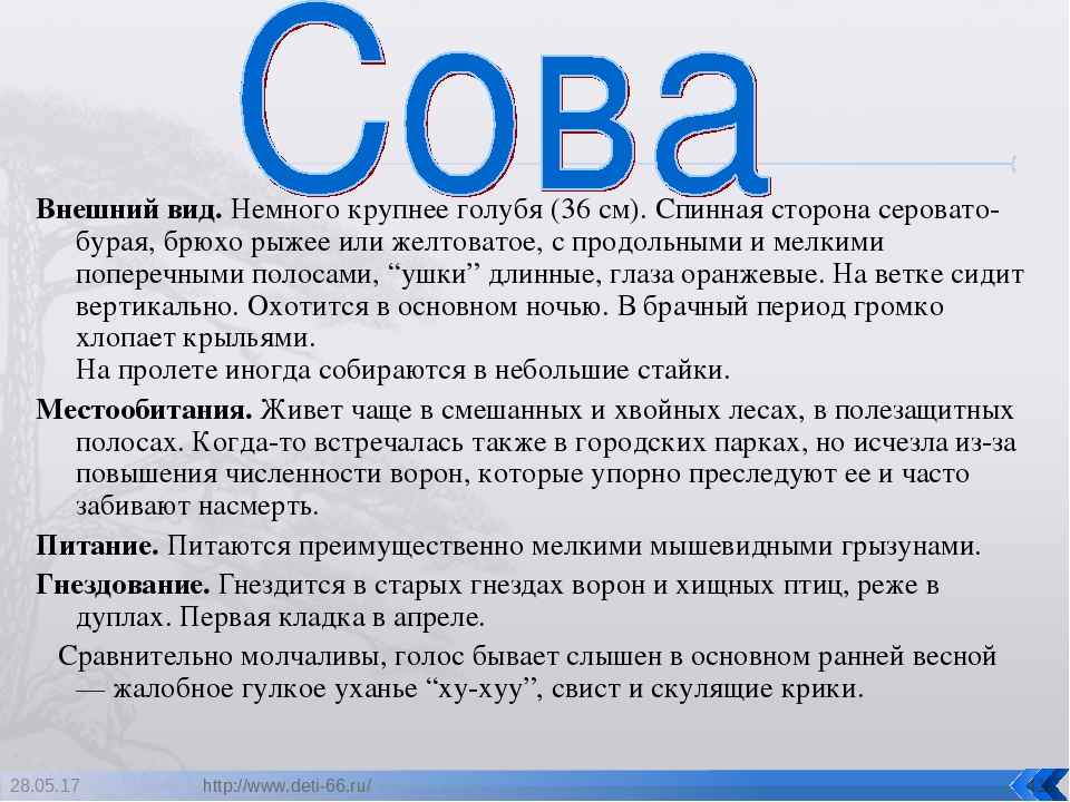 Презентация. "Птицы-наши друзья!" средняя группа