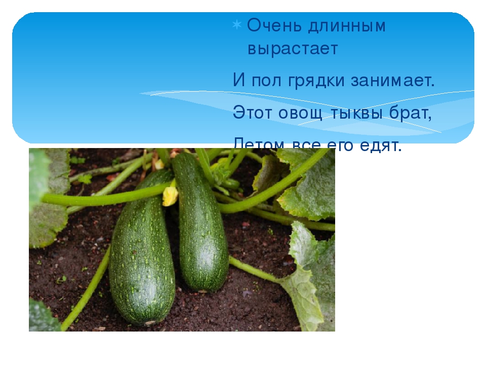 Презентация: Загадки про Овощи.