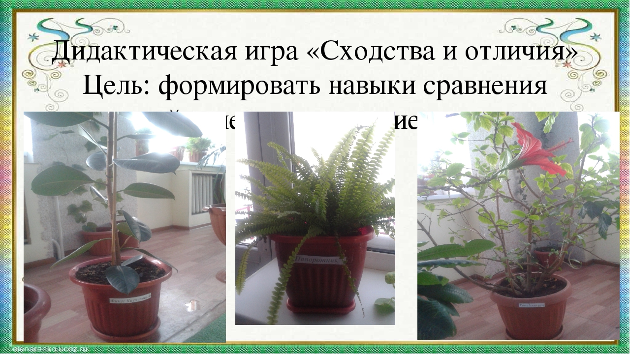 Презентация мини-занятия с использованием технологии ТРИЗ "Удивительный мир комнатных растений"