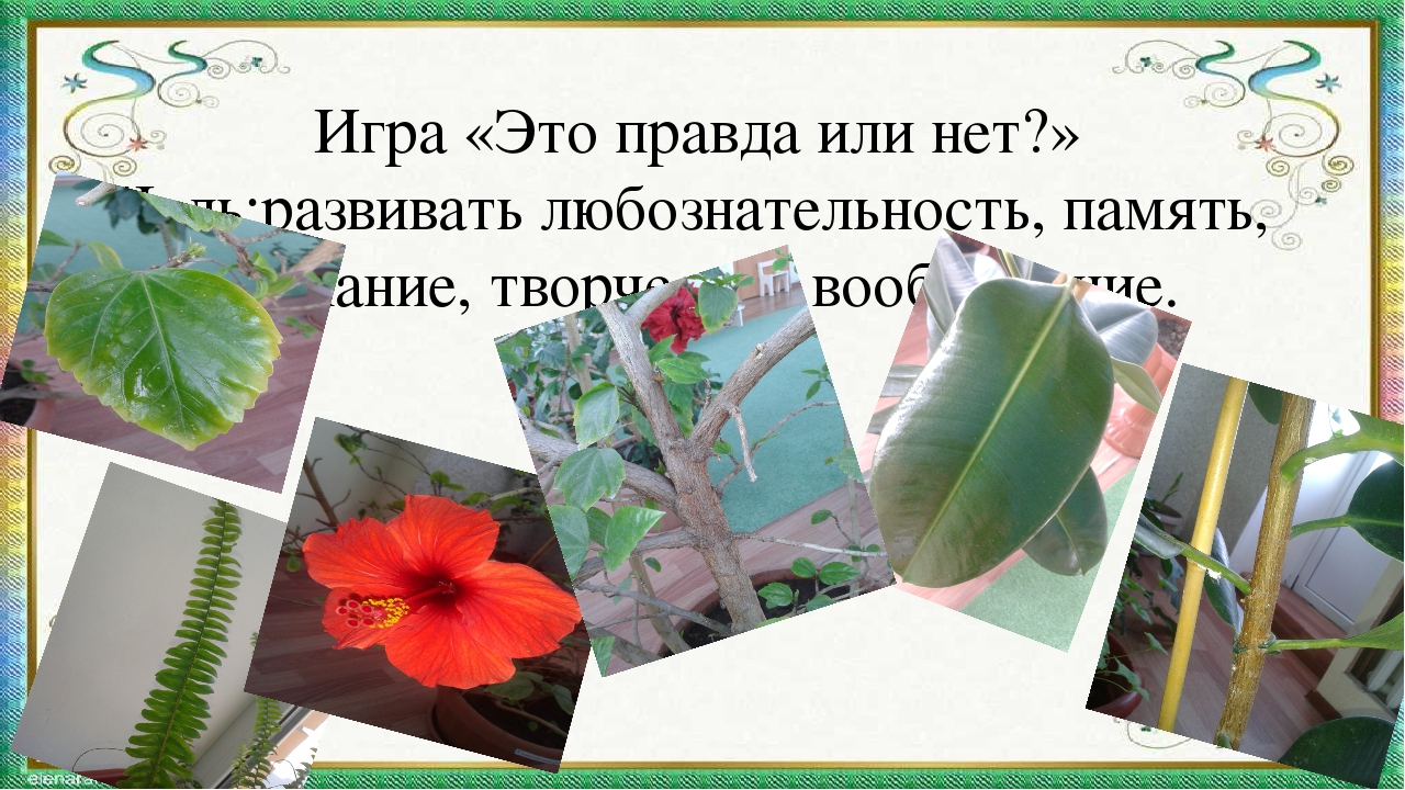 Презентация мини-занятия с использованием технологии ТРИЗ "Удивительный мир комнатных растений"