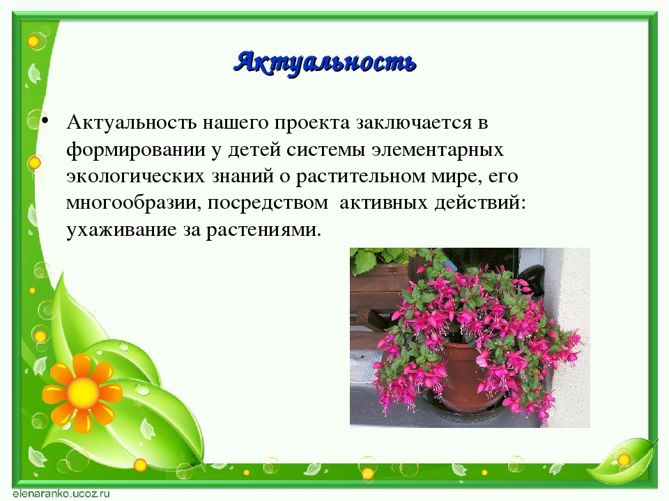 Проект по экологии "Наши друзья - комнатные растения"