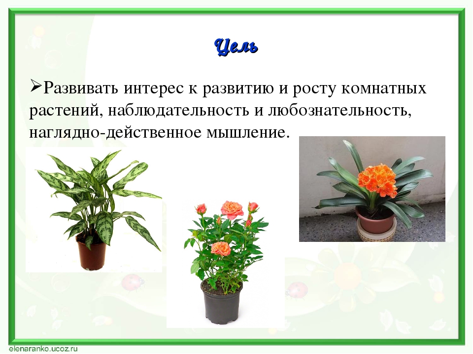 Проект по экологии "Наши друзья - комнатные растения"