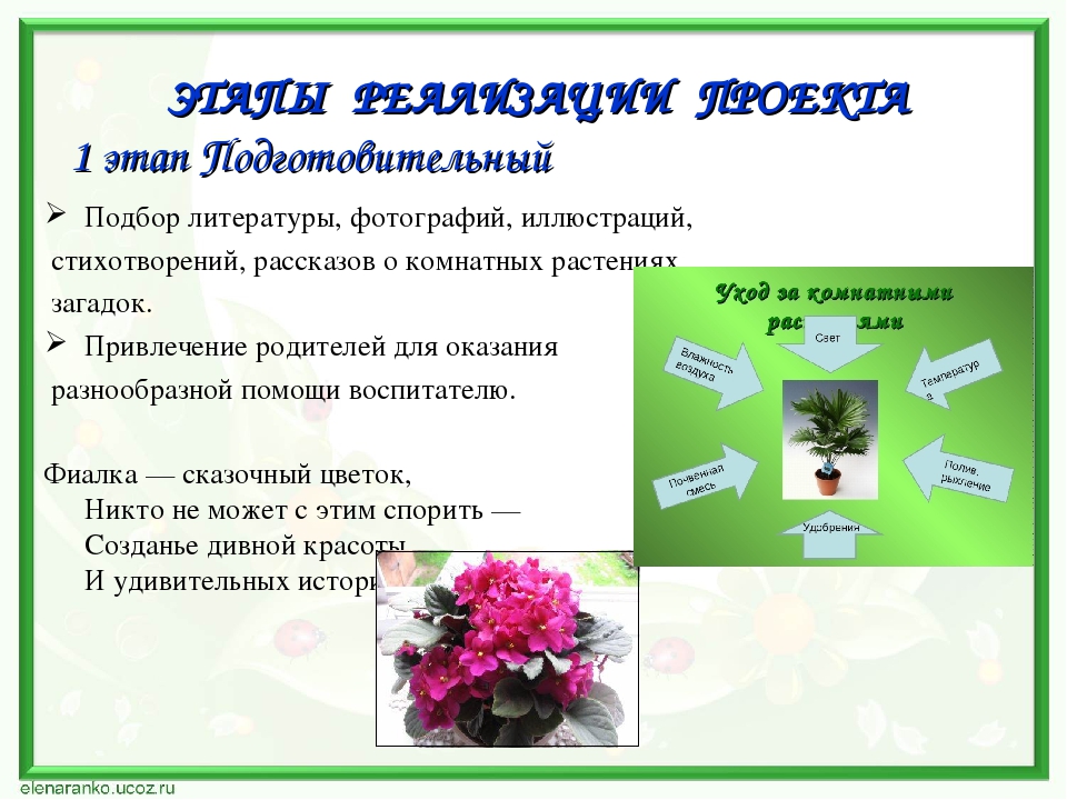 Проект по экологии "Наши друзья - комнатные растения"