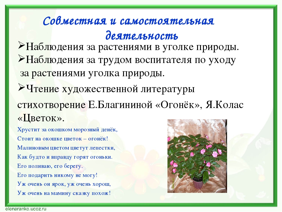 Проект по экологии "Наши друзья - комнатные растения"