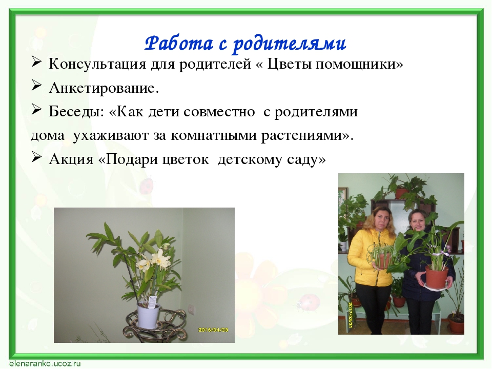 Проект по экологии "Наши друзья - комнатные растения"