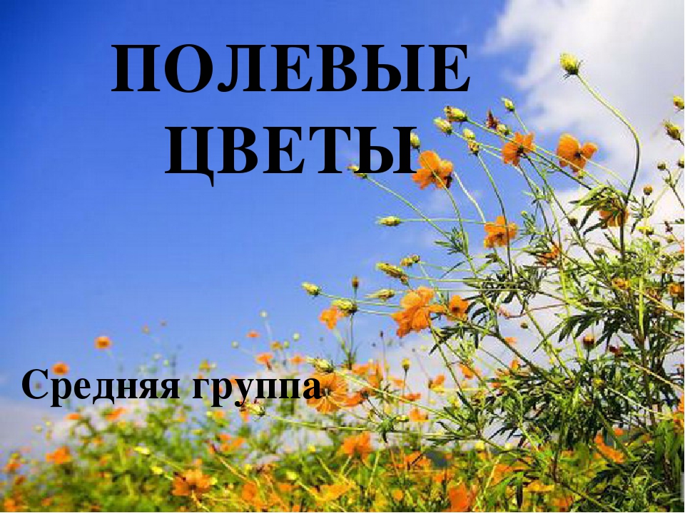 Презентация средняя группа "Полевые цветы"