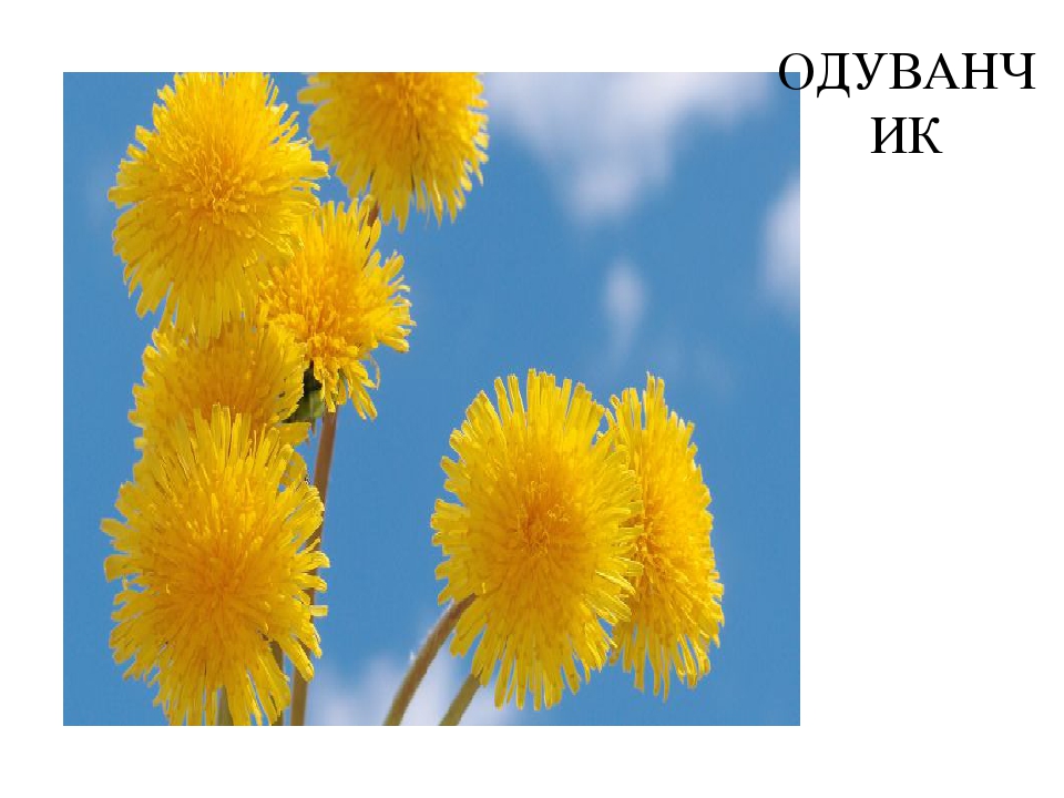 Презентация средняя группа "Полевые цветы"