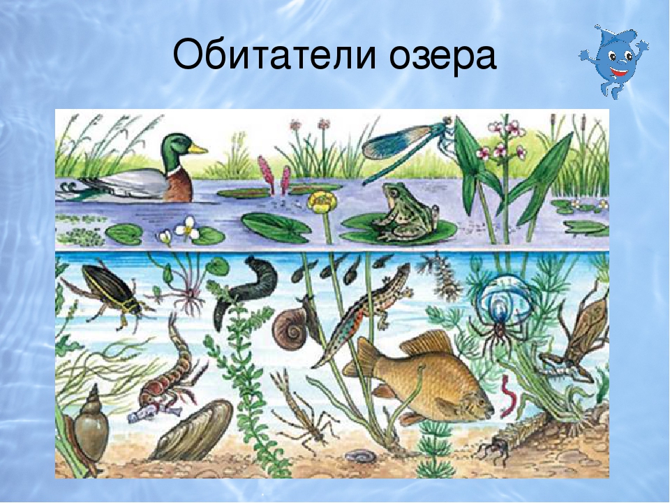 Презентация к Озерной сказки Капитошки