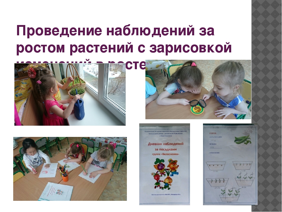 Проект «Огород у нас хорош, все ,что хочешь здесь сорвешь» (для детей средней группы) 2017 г.