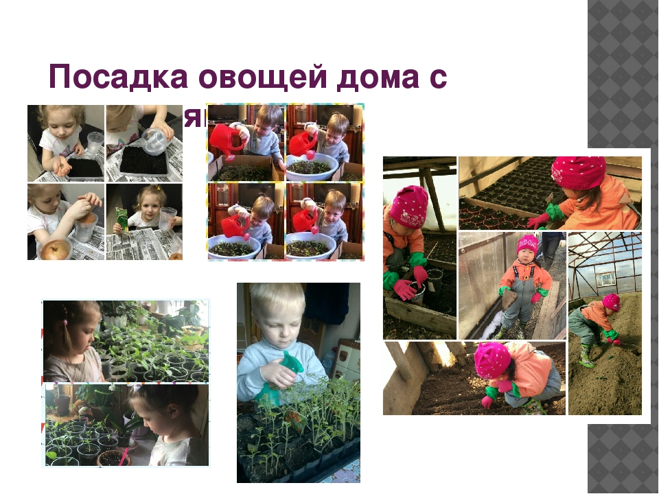 Проект «Огород у нас хорош, все ,что хочешь здесь сорвешь» (для детей средней группы) 2017 г.