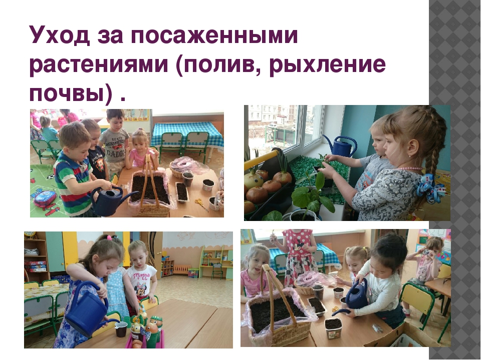 Проект «Огород у нас хорош, все ,что хочешь здесь сорвешь» (для детей средней группы) 2017 г.