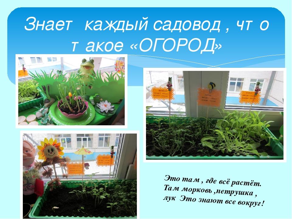 Проект "Огород на окне"