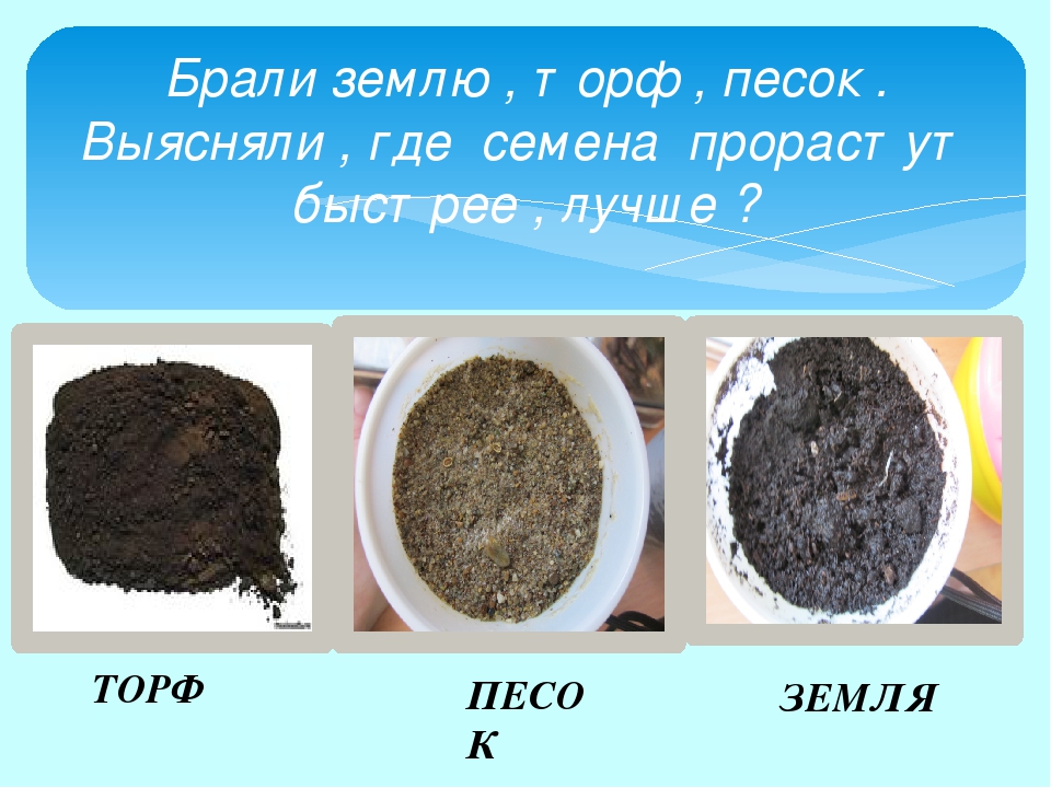 Проект "Огород на окне"