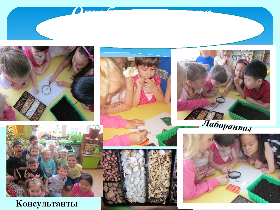 Проект "Огород на окне"