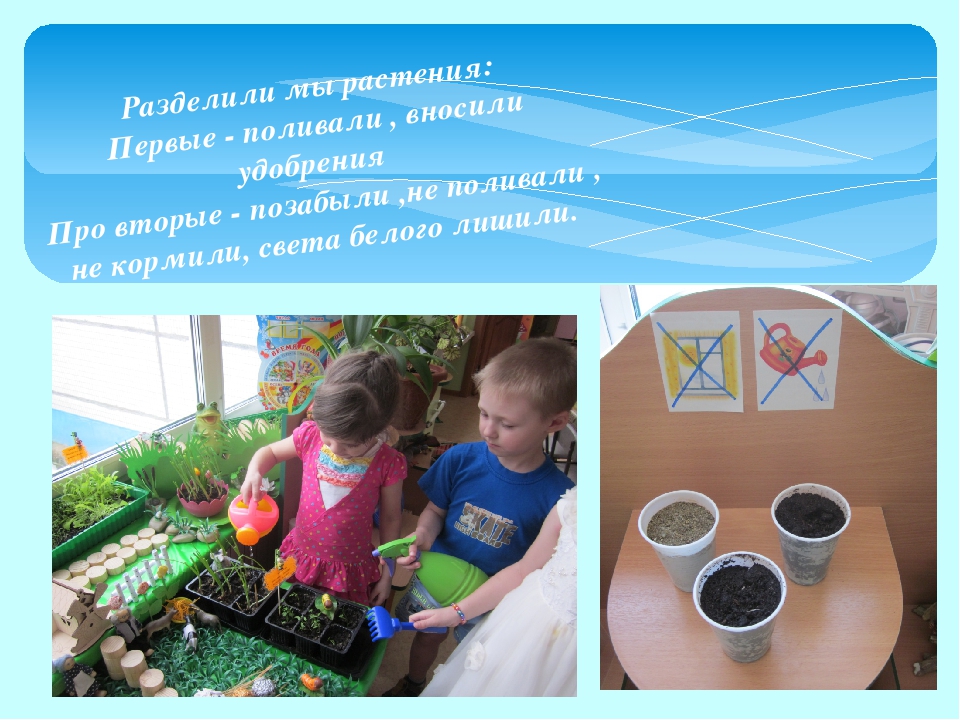 Проект "Огород на окне"