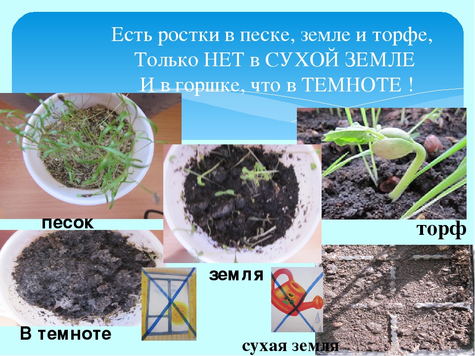 Проект "Огород на окне"
