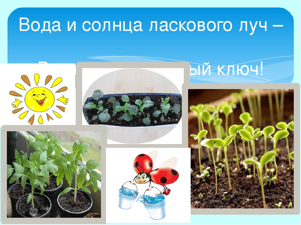 Проект "Огород на окне"