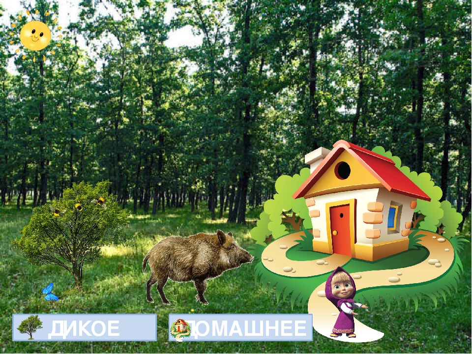 Открытый урок на тему "Дикие и домашние животные"