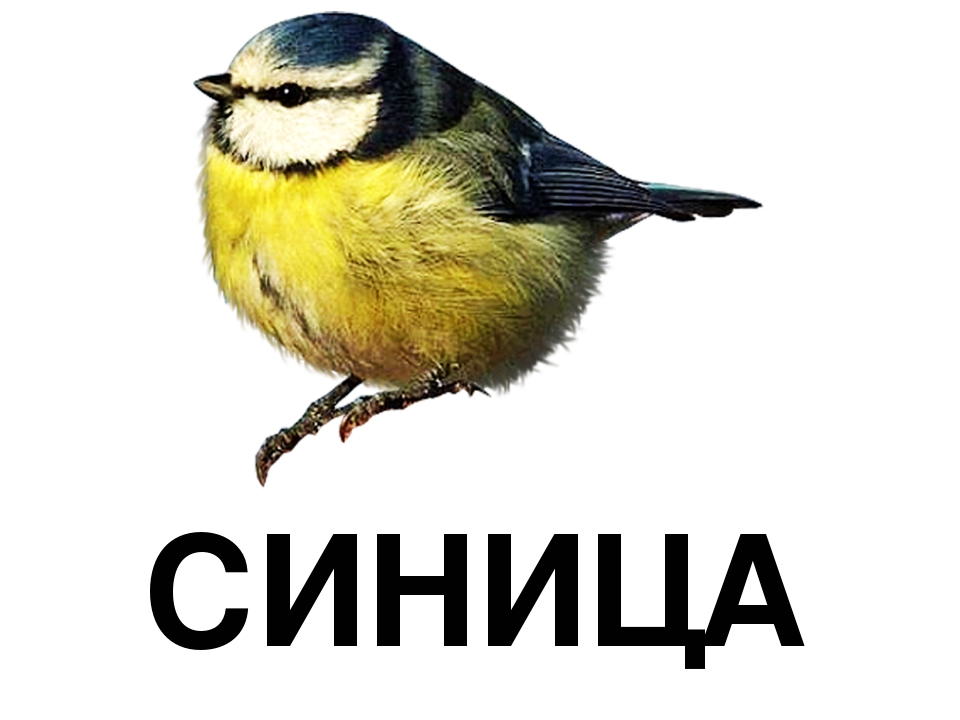 Презентация по обучению грамоте "Буква С"