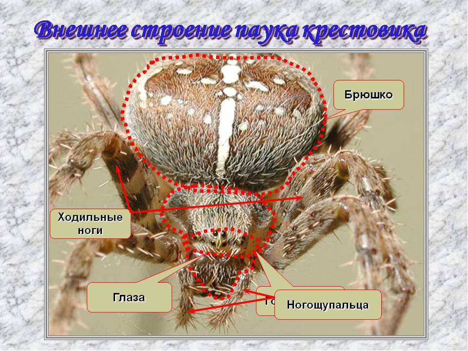 Презентация "Пауки - это кто?"