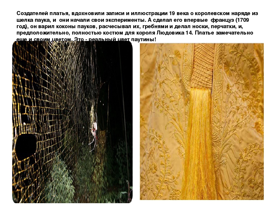 Презентация "Пауки - это кто?"