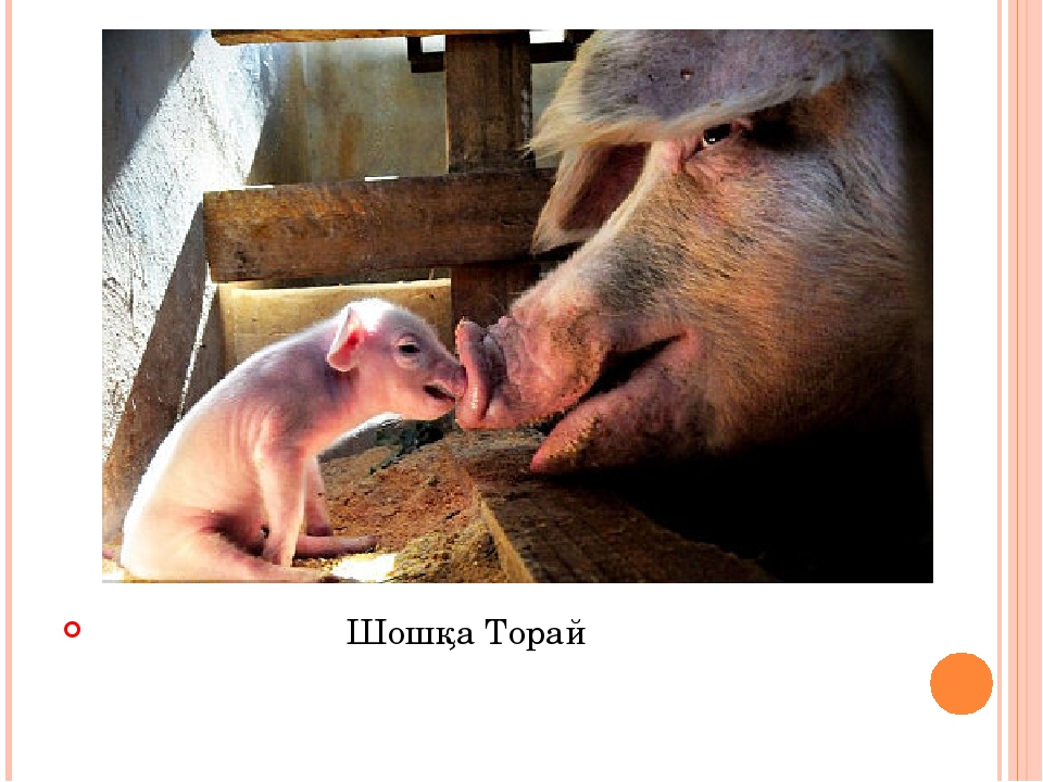 Презентация на тему "Домашние и дикие животные"